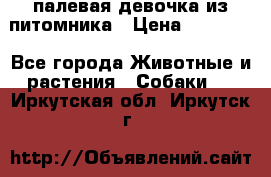 палевая девочка из питомника › Цена ­ 40 000 - Все города Животные и растения » Собаки   . Иркутская обл.,Иркутск г.